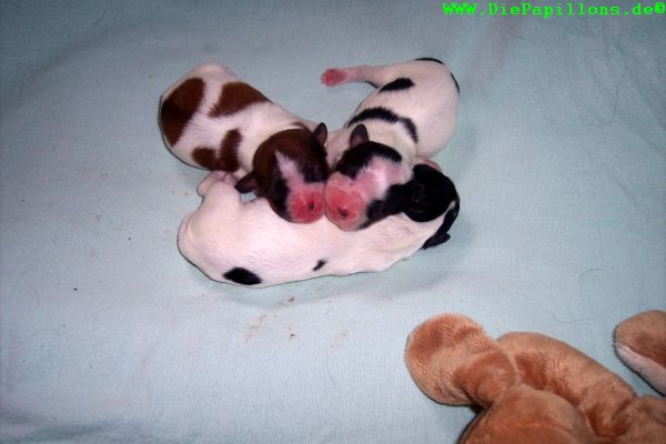 Das sind die drei Neuen!