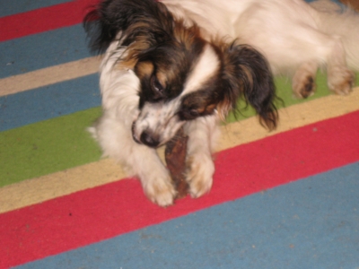 Pansen kauender Hund
